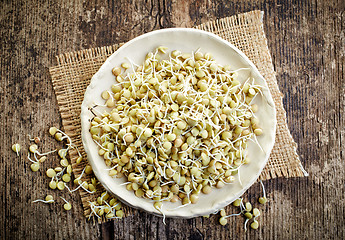 Image showing sprouted lentil seeds