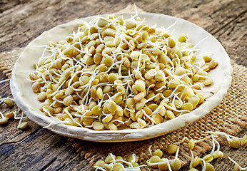 Image showing sprouted lentil seeds