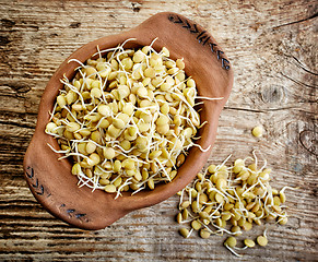 Image showing sprouted lentil seeds