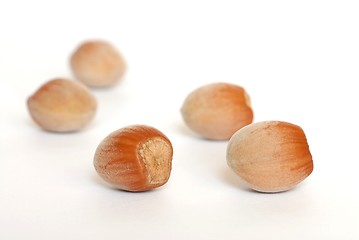 Image showing Hazel Nuts