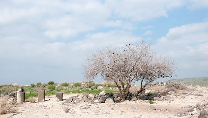 Image showing Ruins in Susita national park