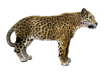 Image showing Big Cat Jaguar