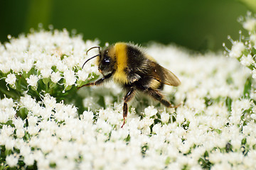 Image showing BEE ON FLOWER.