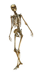 Image showing Human Skeleton