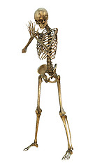 Image showing Human Skeleton