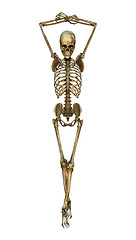 Image showing Human Skeleton