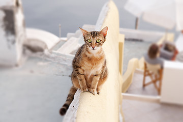 Image showing Famished cat