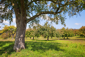 Image showing Apple trees Lake Constance