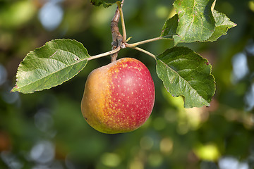 Image showing Apple Lake Constance