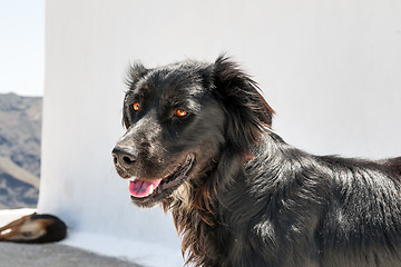 Image showing Black dog on Santorini