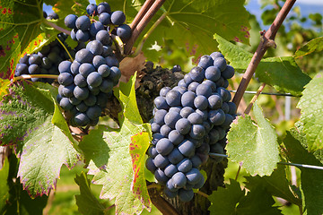 Image showing Wine grapes Lake Constance