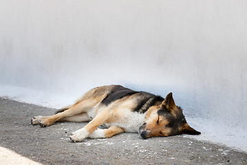 Image showing Sleepy dog Santorini