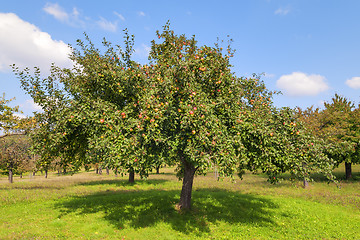 Image showing Apple trees Lake Constance