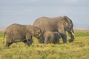 Image showing  Herd of African Bush Elephants