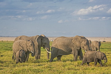 Image showing  Herd of African Bush Elephants