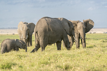 Image showing  Herd of African Bush Elephants