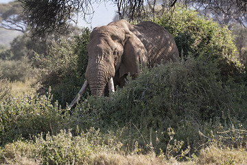 Image showing  African Bush Elephant