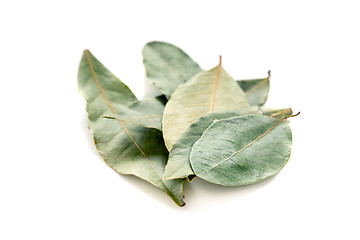 Image showing Bay leaf.