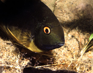 Image showing Banded cichlid female protecting free swimming fry. Heros Efasciatus.