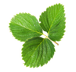 Image showing On top green strawberry leaf rotated