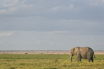 Image showing  African Bush Elephant