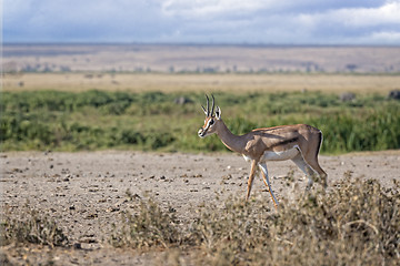 Image showing Gazelle