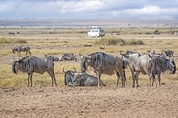 Image showing Group of  Wildebeests