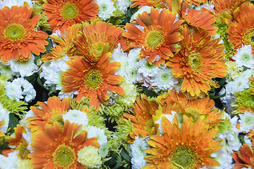 Image showing Orange Daisies