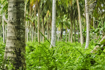 Image showing Coconut Plantation