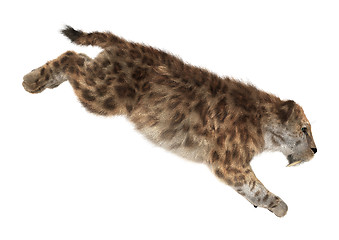 Image showing Big Cat Smilodon