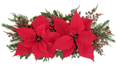 Image showing Poinsettia Flower Display