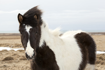 Image showing Portrait of a young black white Icelandic pony