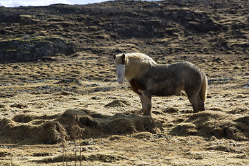 Image showing Portrait of an Icelandic horse on a meadow