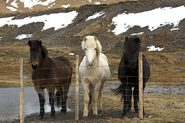 Image showing Three colours of Icelandic horses