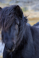 Image showing Portrait of a black Icelandic horse 