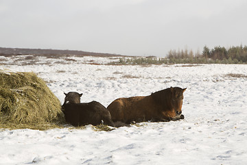 Image showing Hay feeding for Icelandic horses in winter