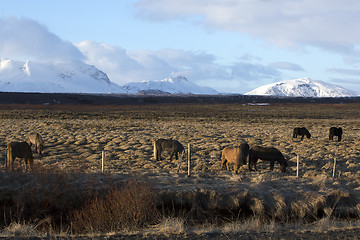 Image showing Herd of Icelandic horses on a meadow in evening light