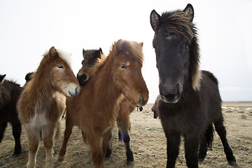 Image showing Curious Icelandic horses