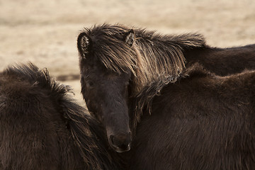 Image showing Black Icelandic horse on a meadow 