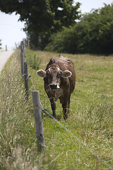 Image showing Portrait of a high yielding cow