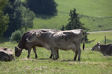 Image showing Herd of cows on a meadow