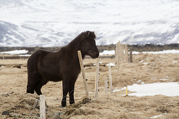 Image showing Portrait of a young black Icelandic horse 