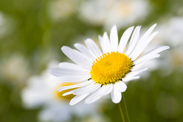 Image showing Closeup of a daisy