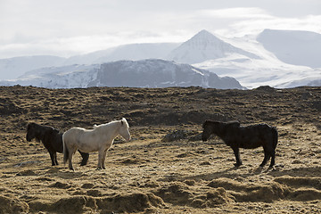 Image showing Herd of Icelandic horses on a meadow