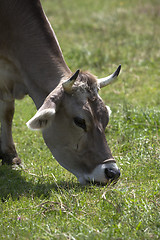 Image showing Ox in a a erd of cows on a meadow