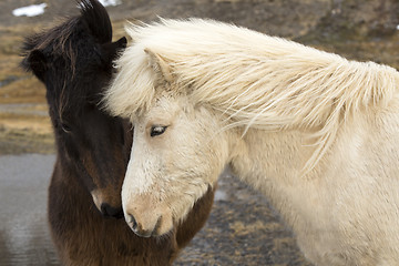 Image showing Two Icelandic horses