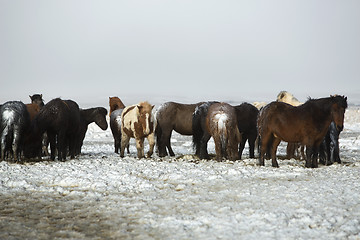 Image showing Herd of Icelandic horses after snow storm