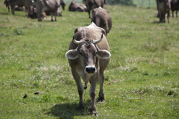 Image showing Ox in a a erd of cows on a meadow