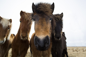 Image showing Curious Icelandic horses