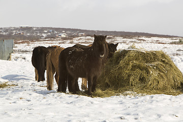 Image showing Hay feeding for Icelandic horses in winter